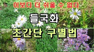 구절초, 쑥부쟁이, 벌개미취 ,개미취 구별법. 들국화중 쑥부쟁이를 꼭 알아야할 이유.