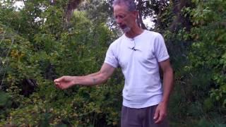 Temperate Climate Permaculture Food Forest (Riverton, New Zealand)