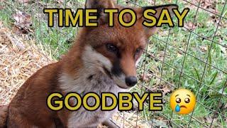 It was so hard   #fox #wildlife #cute #fyp #viralvideo