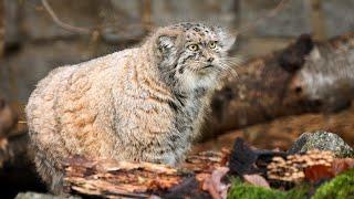 Pema the Pallas's cat is going for a snack at Tierpark Chemnitz