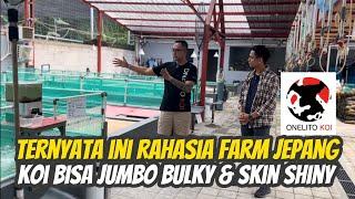 Rahasia Koi Jepang Bisa Jumbo Bulky & Shiny ⁉️ Kita Bongkar Di Onelito Koi @onelitokoi