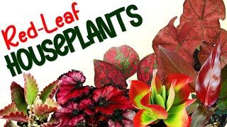RED-LEAF/RED FOLIAGE HOUSEPLANTS | HERB STORIES