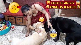 COCO IS ANGRY| ANGEL IS JEALOUS| AS MUM CUDDLES & FEEDS STRAY PUPPIES AGAIN | WAIT TILL THE END