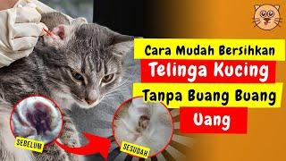 CARA MEMBERSIHKAN TELINGA KUCING | TIPS CARA MEMBERSIHKAN KUPING KUCING  KOTORAN TELINGA KUCING