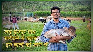 लघु पुंगनूर गाय खरीदने से पहले इन बातों को जान लें |नादिपति  गोशाला | #hindi #channel