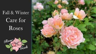 Complete Fall & Winter Care for Roses / Zone 8a / Scentable Roses