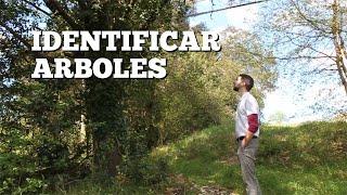 How to identify trees (spanish with subtitles)