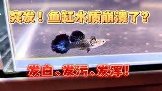 突发！鱼缸水质大崩溃？水体发白、发污、发浑！