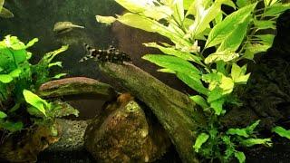 Loaches (Botia) Make Great Pets