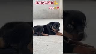 Rottweiler️(42 days baby)   #puppy #puppylife #rottweiler #trending #viral #youtubeshorts #love