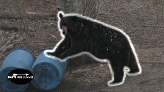 16 BEAR Hunts COMPILATION less than 2 minutes!!!!