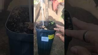 Mariposa grafted plum tree repotting #nurseryplant #garderningtips #containergardening #soiltips
