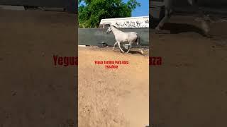 Yegua Tordilla PRE #viral #california #horse #caballos #shorts