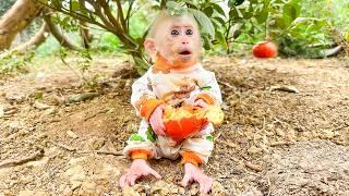 Lala hides from Mom to the neighbor's house to enjoy oranges and harvest it for her!