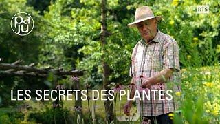 Le savoir d’un droguiste passionné de plantes médicinales