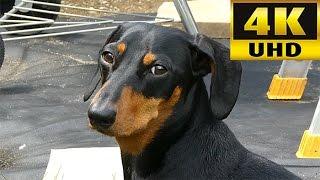 Panasonic DMC-TZ80 (ZS60) 4K Video Test With Hugo The Dachshund