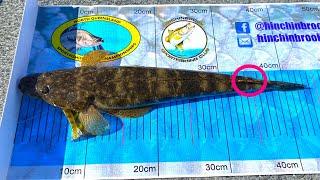 Catching Tagged Flathead... Why & How to Report a Recapture?