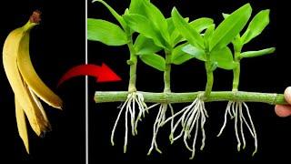 Formering af orkideer med bananskræller er enkel, og alle kan gøre det