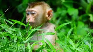 Abandoned Baby Monkey Sovana Cries inside the Grass Can't Find the Human Take Care Her