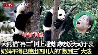 大熊猫“冉二”在树上睡觉，被奶妈喊吃早饭仍无动于衷，奶妈不得已使出四川人的“数到三”大法 【熊猫奇遇记】