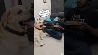 Chottu's atrocities #trending #dogshorts#pets#funnyvideos #vjsiddhu #parithabangal #comedy #vadivelu