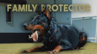 Viktor the Doberman Family Protector in Training