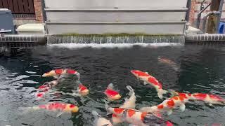 Absolute Koi Visit