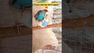 Budgies ka OYO room  | Bird ka OYO room ready  #shorts #short #bird #oyo #budgies #love