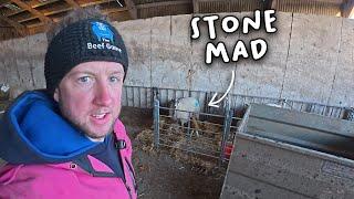 Wild sheep has a bad lambing - Lambing day 4