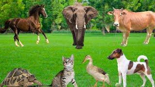 Learn about familiar animals - Horses, Turtles, Cows, Elephants, Dogs, Cats, Ducks, Squirrels