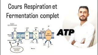 Cours Complet Consommation de la matière organique et flux d’énergie (ATP/Respiration/fermentation)