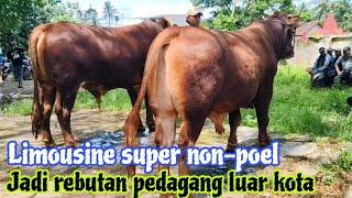 18 juta !! Limosin Super Calon Qurban Harga Murah Meriah !!Pasar Glenmore Banyuwangi