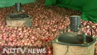 How to store onion without storehouses? Teen finds a way out