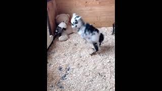 Baby Goat Living Its Best Life – Pure Happiness!  #cutefarmanimal #animals #cute