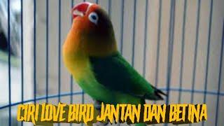 Ciri ciri lovebird jantan dan betina