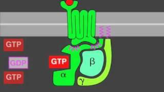 G-protein signaling