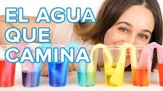 El agua que camina | Experimento con colores para niños 