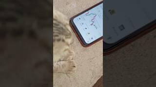 cat fear by crypto loss #cryptotraders #cryptoexperts