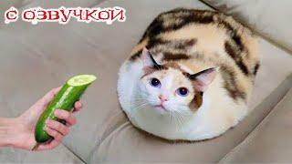 Funny Animal Videos 2024 - Funniest Dogs and Cats Videos #300