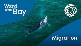 Word of the Bay: Migration