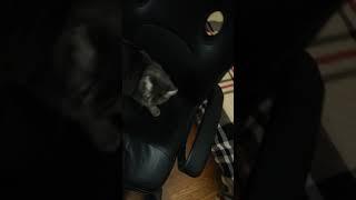 Cat wont let me sit on my chair