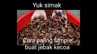 Cara jebak kecoa paling gampang