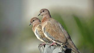 Birds in action @birds around us @common birds @beautiful nature