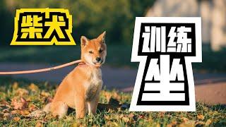 训练狗狗坐下 | 柴犬宝宝新手零基础教程