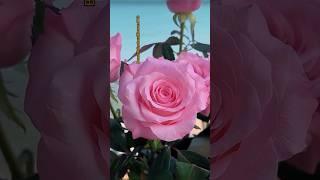 Gorgeous pink rose #naturalflowers #rose #flower #shortvideo