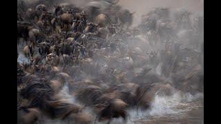 Wildebeest river crossing with slow shutter speed