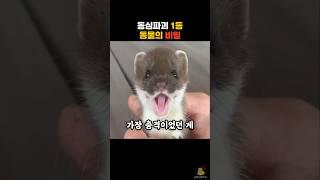 귀여운 족제비의 진짜 모습 #동물 #족제비 #담비