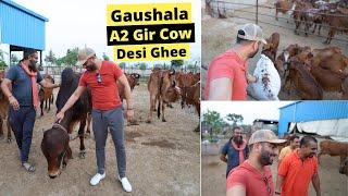 100% Organic Dairy Farm | A2 Milk & Desi Ghee Benefits | Hare Krishna |  Gaushala | Part 2