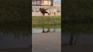 Anak sapi lucu, sapi putih #shortsvideo #cow #lembu #conbò