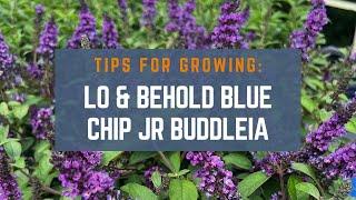 How to Grow Lo & Behold Blue Chip Jr. Buddleia (Butterfly Bush)